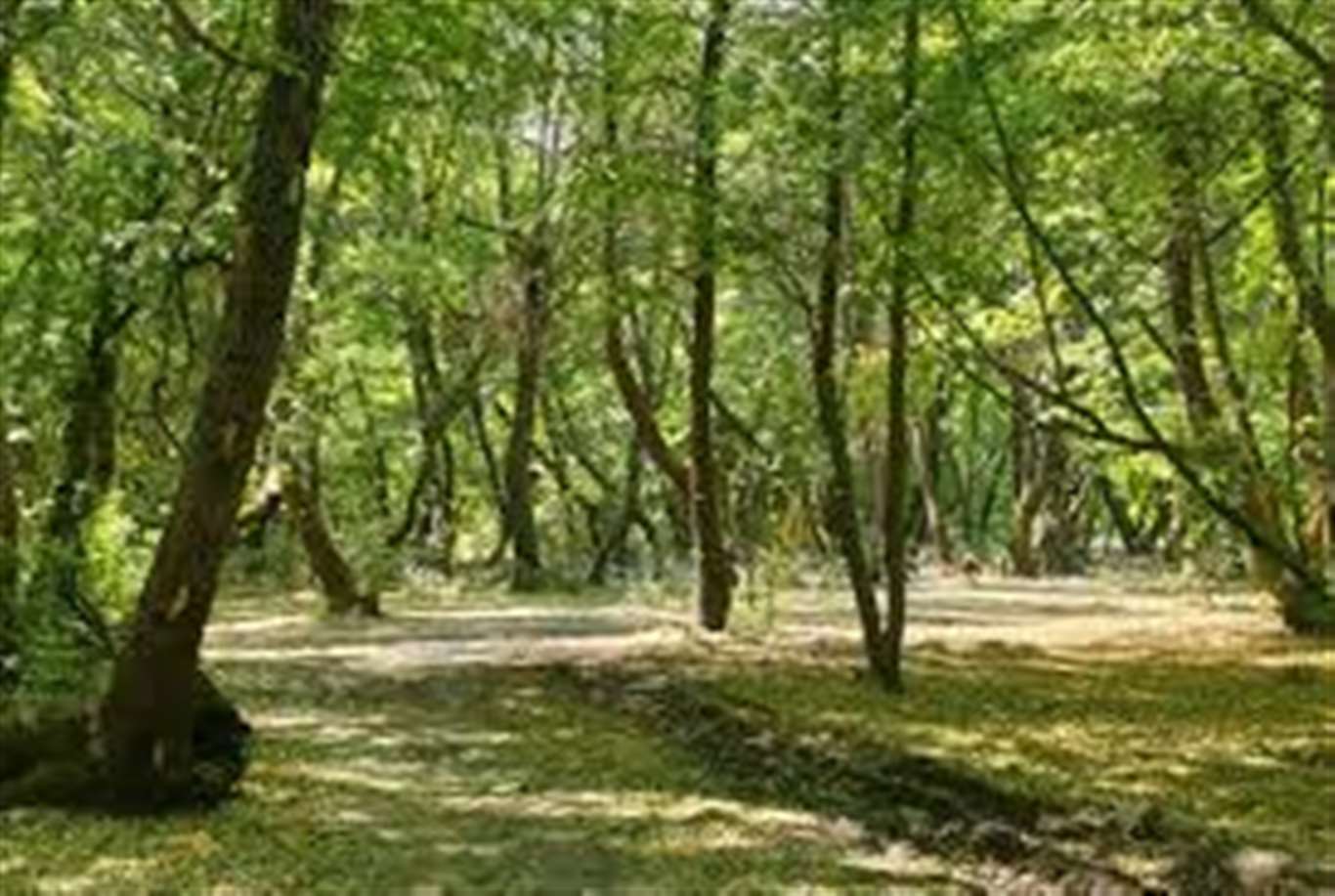 Muğla dahil 21 ilde orman sınırları yeniden düzenlendi haberi